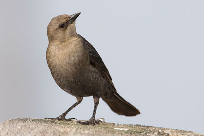 Brewer's Blackbird Image @ Kiwifoto.com