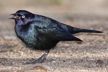 Brewer's Blackbird Picture @ Kiwifoto.com