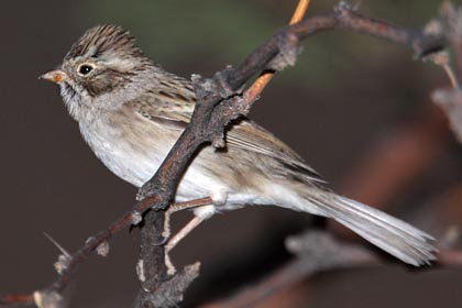 Brewer's Sparrow Image @ Kiwifoto.com