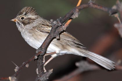 Brewer's Sparrow Photo @ Kiwifoto.com