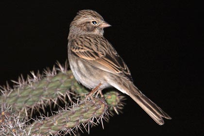 Brewer's Sparrow Photo @ Kiwifoto.com