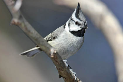 Bridled Titmouse Photo @ Kiwifoto.com