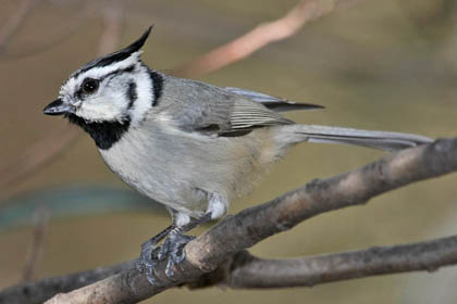 Bridled Titmouse Picture @ Kiwifoto.com