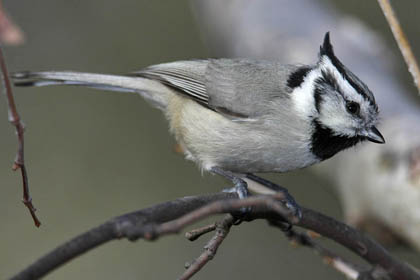 Bridled Titmouse Picture @ Kiwifoto.com