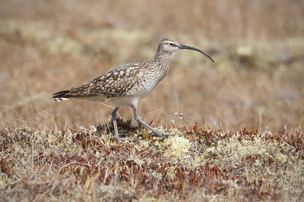 Bristle-thighed Curlew Photo @ Kiwifoto.com