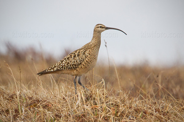 Bristle-thighed Curlew Picture @ Kiwifoto.com