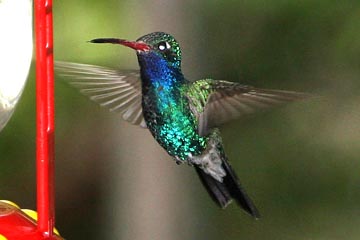 Broad-billed Hummingbird, Ramsey Canyon, Arizona