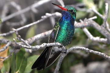 Broad-billed Hummingbird Picture @ Kiwifoto.com