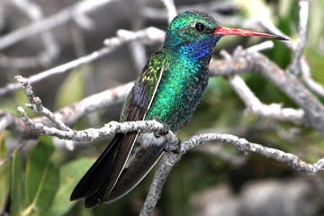Broad-billed Hummingbird Image @ Kiwifoto.com