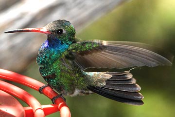 Broad-billed Hummingbird Photo @ Kiwifoto.com