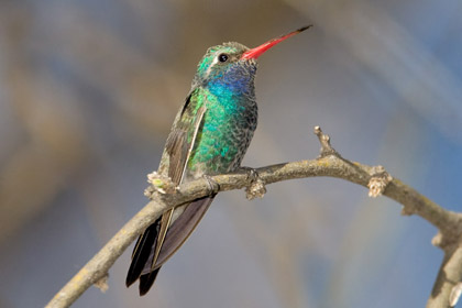 Broad-billed Hummingbird Image @ Kiwifoto.com