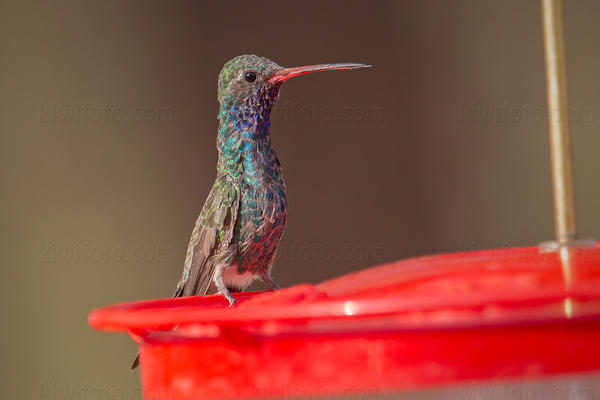 Broad-billed Hummingbird Image @ Kiwifoto.com