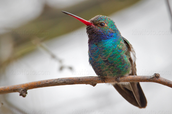 Broad-billed Hummingbird Image @ Kiwifoto.com
