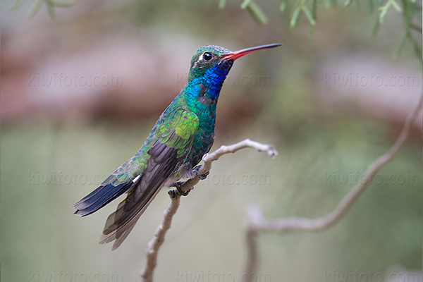 Broad-billed Hummingbird Photo @ Kiwifoto.com