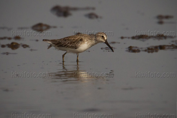 Broad-billed Sandpiper