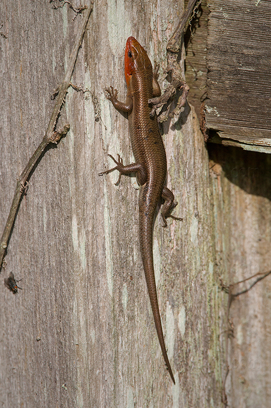 Broad Headed Skink Photo @ Kiwifoto.com