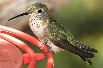 Broad-tailed Hummingbird Image @ Kiwifoto.com