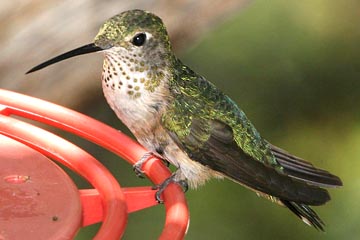 Broad-tailed Hummingbird Photo @ Kiwifoto.com