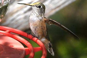 Broad-tailed Hummingbird Photo @ Kiwifoto.com