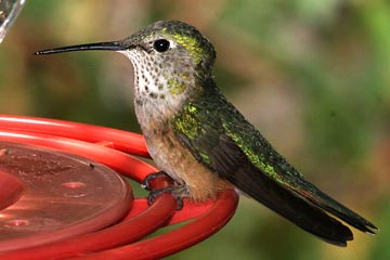 Broad-tailed Hummingbird Image @ Kiwifoto.com