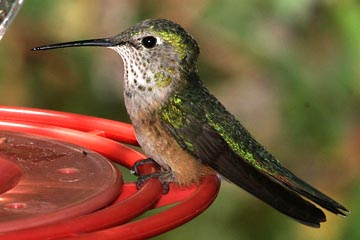 Broad-tailed Hummingbird Photo @ Kiwifoto.com