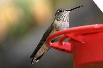 Broad-tailed Hummingbird Photo @ Kiwifoto.com