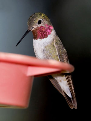 Broad-tailed Hummingbird Picture @ Kiwifoto.com
