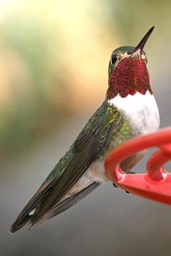 Broad-tailed Hummingbird Photo @ Kiwifoto.com