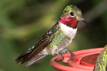 Broad-tailed Hummingbird Image @ Kiwifoto.com