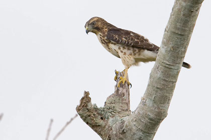 Broad-winged Hawk Image @ Kiwifoto.com