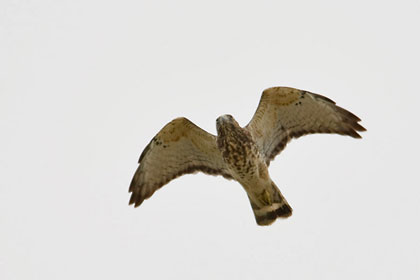 Broad-winged Hawk Image @ Kiwifoto.com