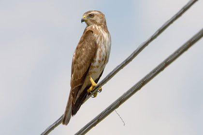 Broad-winged Hawk Image @ Kiwifoto.com