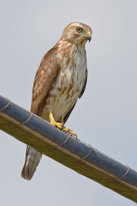 Broad-winged Hawk Photo @ Kiwifoto.com