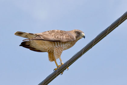 Broad-winged Hawk Picture @ Kiwifoto.com