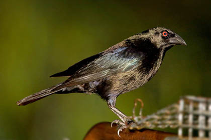 Bronzed Cowbird