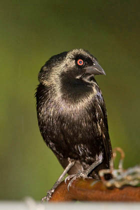 Bronzed Cowbird Picture @ Kiwifoto.com