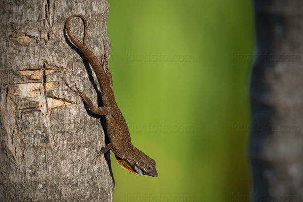 Brown Anole Photo @ Kiwifoto.com