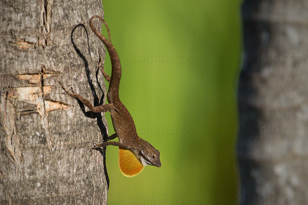 Brown Anole