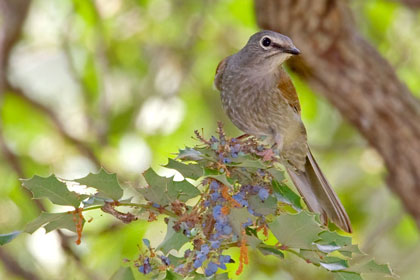 Brown-backed Solitaire (Feeding on Wilcox Barberry)