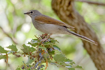 Brown-backed Solitaire (Feeding on Wilcox Barberry)