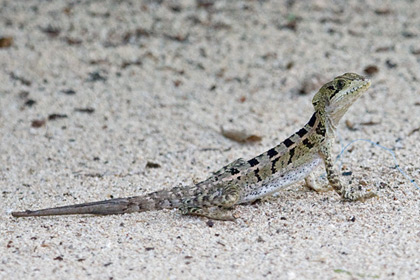 Brown Basilisk Image @ Kiwifoto.com