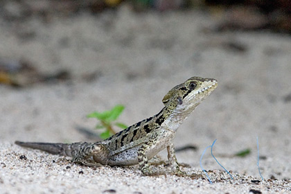 Brown Basilisk Image @ Kiwifoto.com