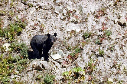 Brown Bear Photo @ Kiwifoto.com