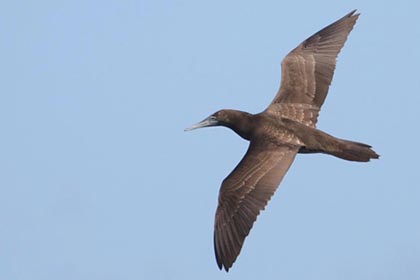 Brown Booby Picture @ Kiwifoto.com