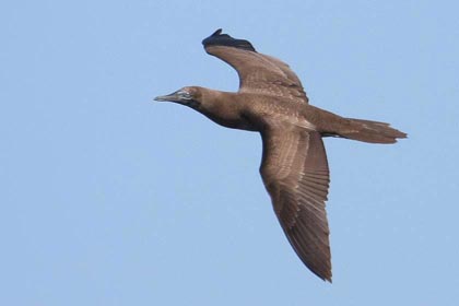 Brown Booby Image @ Kiwifoto.com