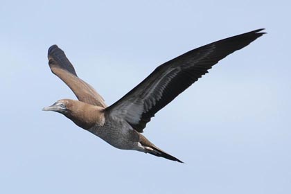 Brown Booby Picture @ Kiwifoto.com