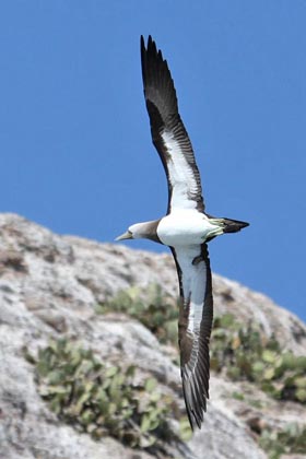 Brown Booby Picture @ Kiwifoto.com