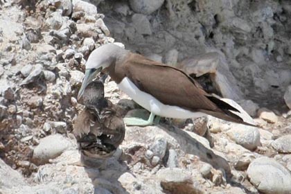 Brown Booby Picture @ Kiwifoto.com