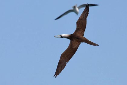 Brown Booby Picture @ Kiwifoto.com