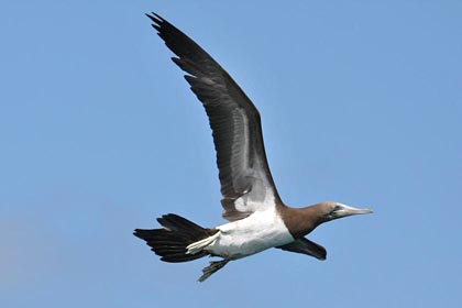 Brown Booby Picture @ Kiwifoto.com